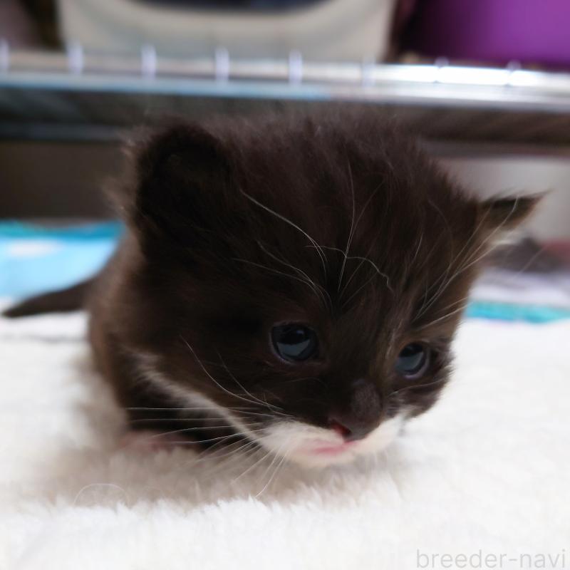 販売中の埼玉県のミヌエット(短足)-138823の1枚目