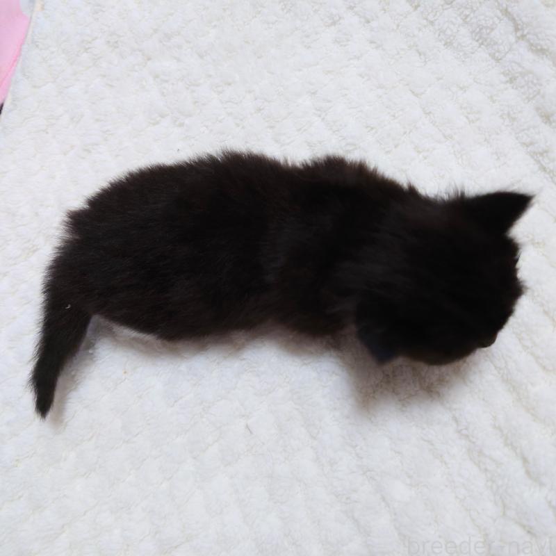 販売中の埼玉県のミヌエット(短足)-138823の2枚目