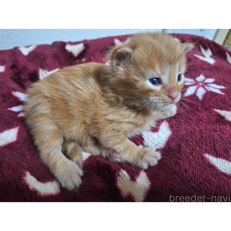 販売中の京都府のメインクーン-138824の3枚目