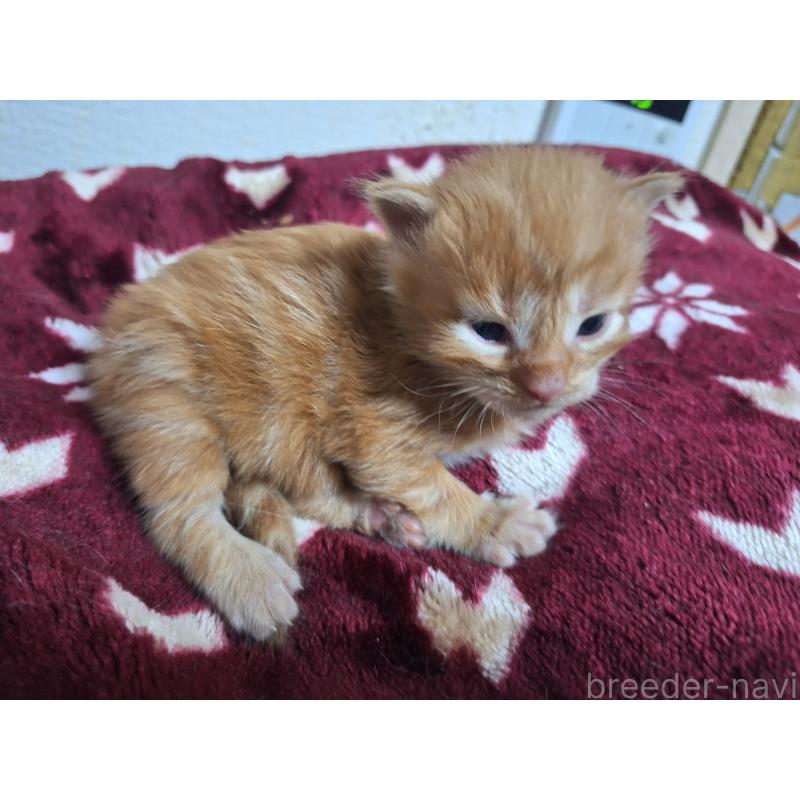 販売中の京都府のメインクーン-138824の2枚目