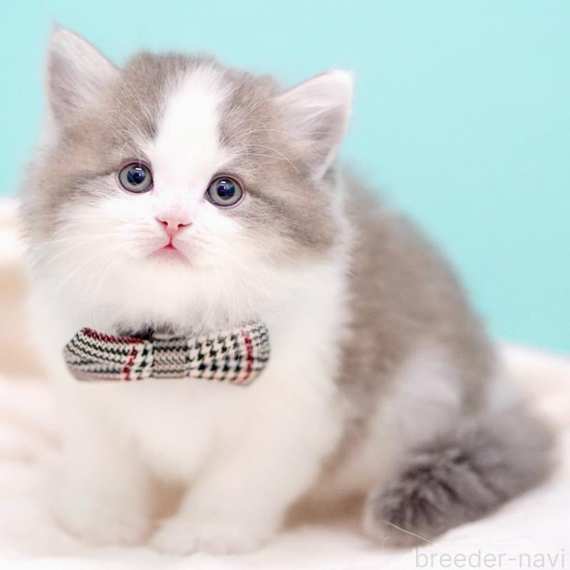 販売中の東京都のサイベリアン-137258