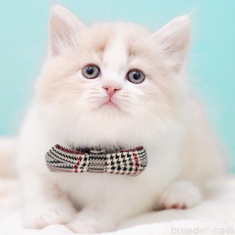 販売中の東京都のサイベリアン-137259