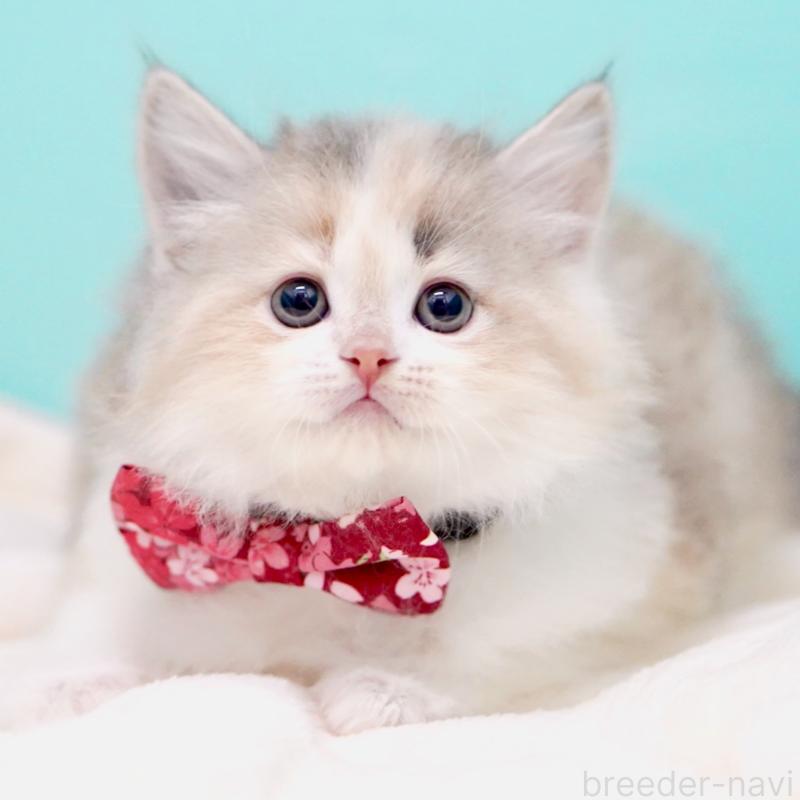 販売中の東京都のサイベリアン-137260