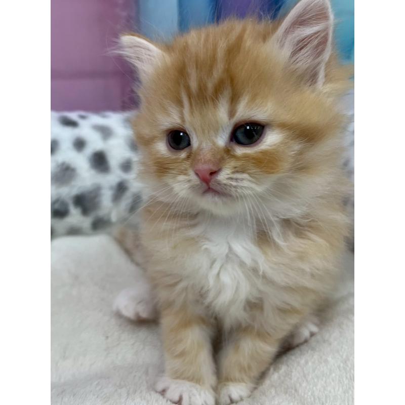 販売中の埼玉県のサイベリアン-138827の2枚目