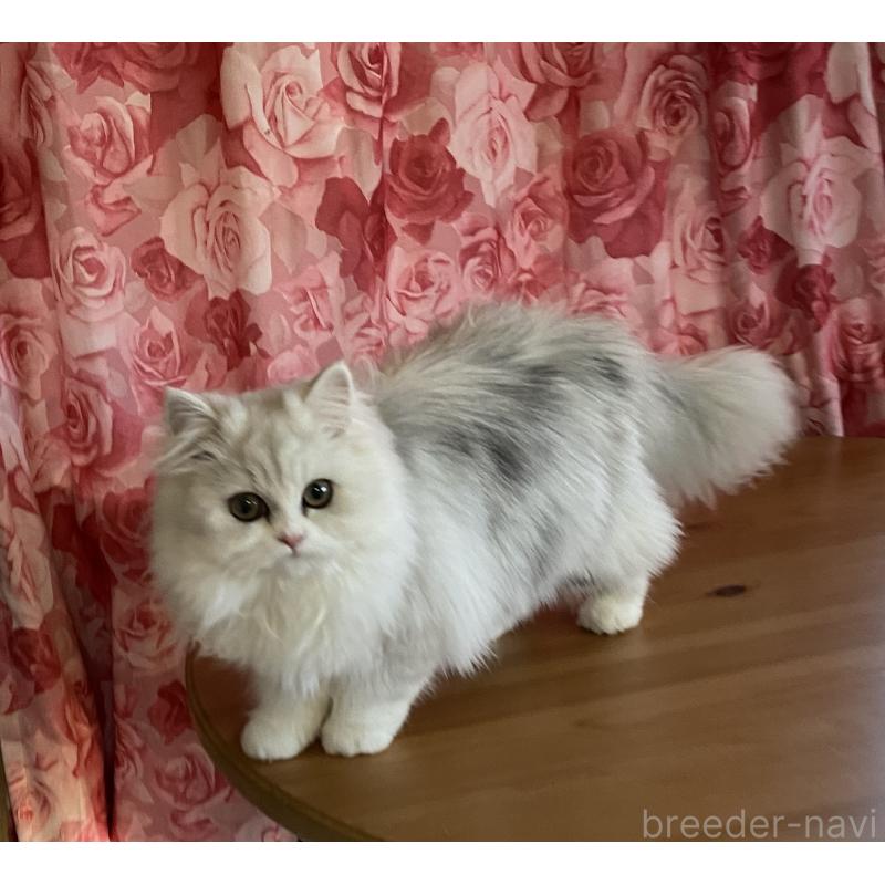 販売中の福岡県のペルシャ(チンチラ)-127407の3枚目