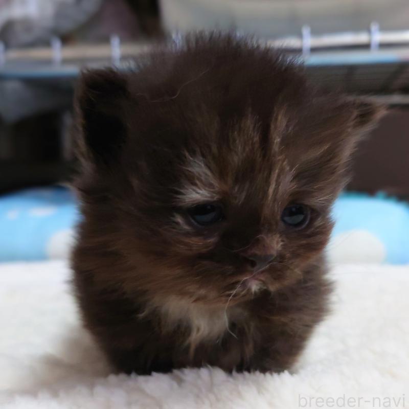 販売中の埼玉県のミヌエット(短足)-138828