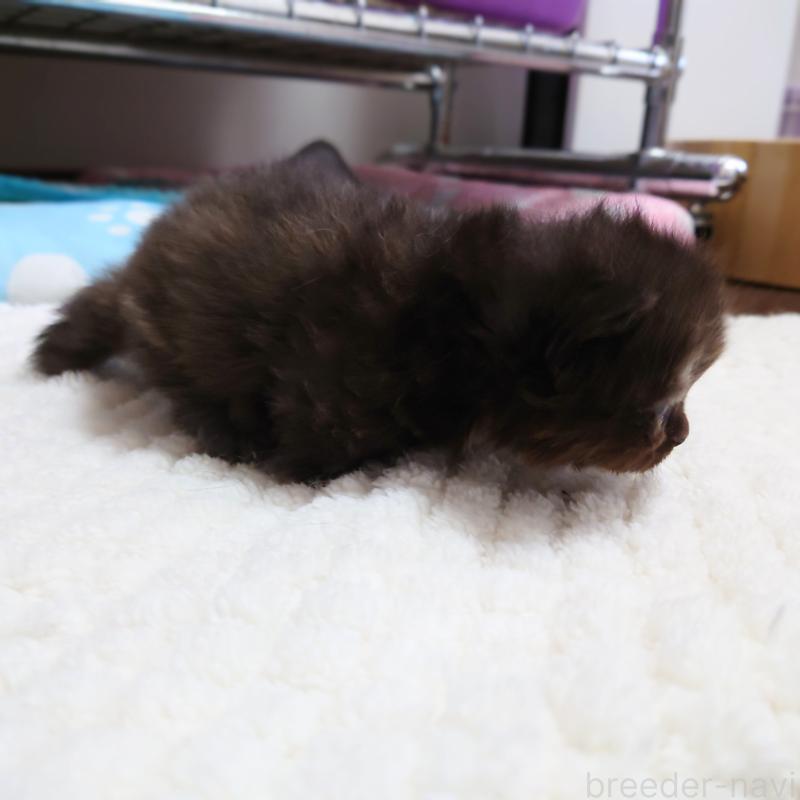 販売中の埼玉県のミヌエット(短足)-138828の3枚目