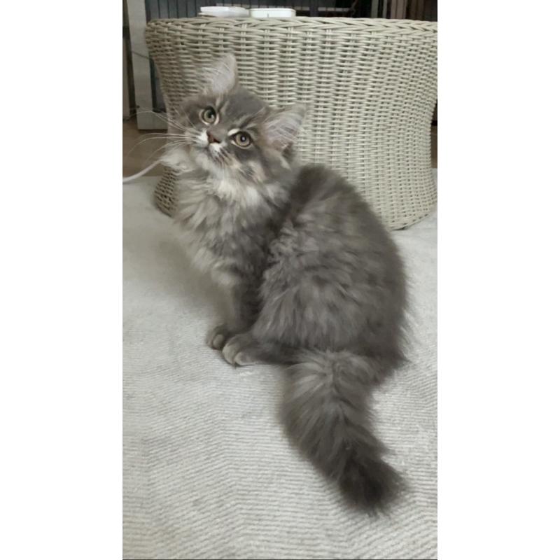 販売中の東京都のサイベリアン-136967の3枚目