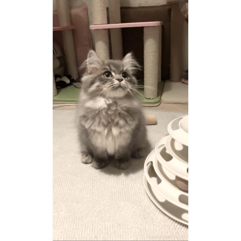 販売中の東京都のサイベリアン-136967の2枚目