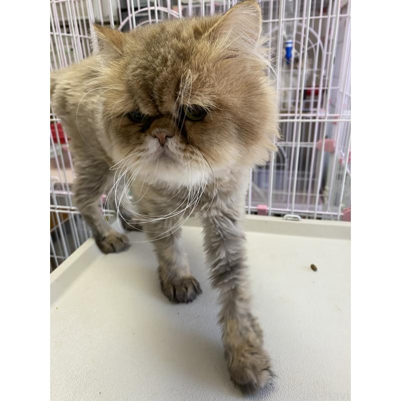 販売中の福岡県のペルシャ-138829の3枚目