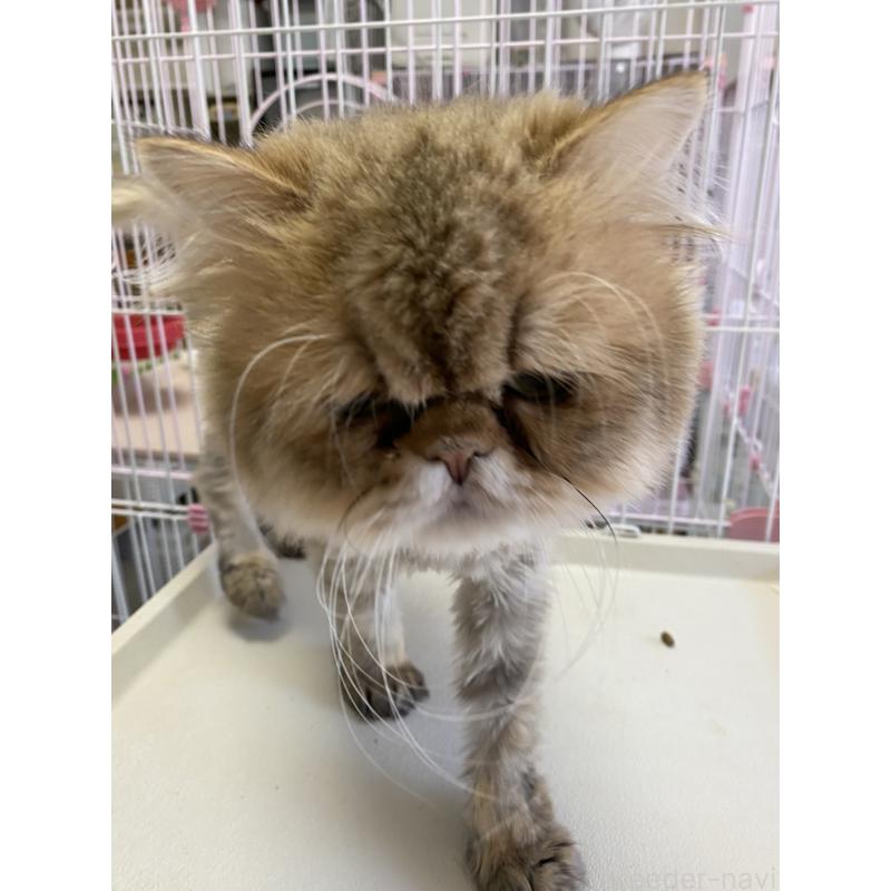 販売中の福岡県のペルシャ-138829の2枚目