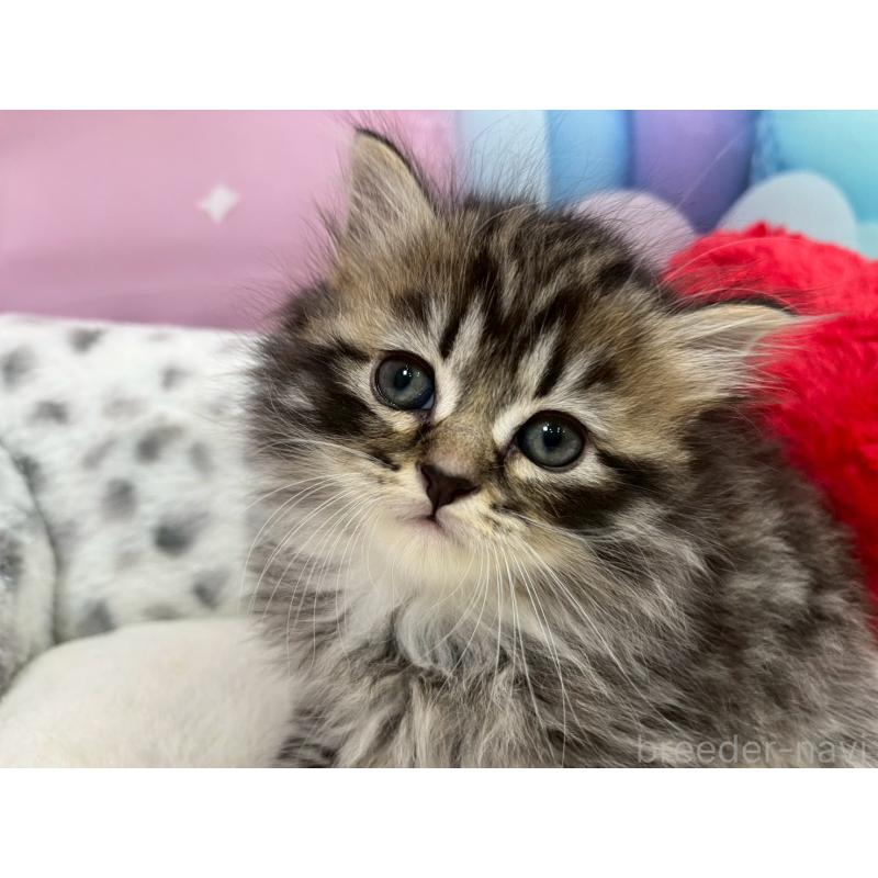 販売中の埼玉県のサイベリアン-138830の4枚目