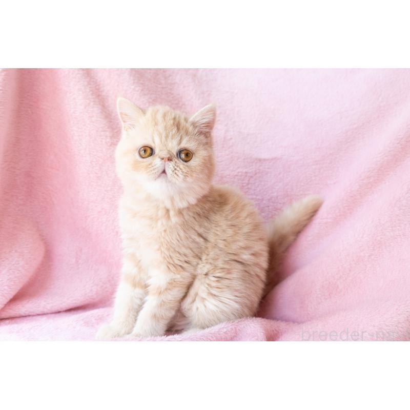 販売中の神奈川県のエキゾチックショートヘア-132295の6枚目