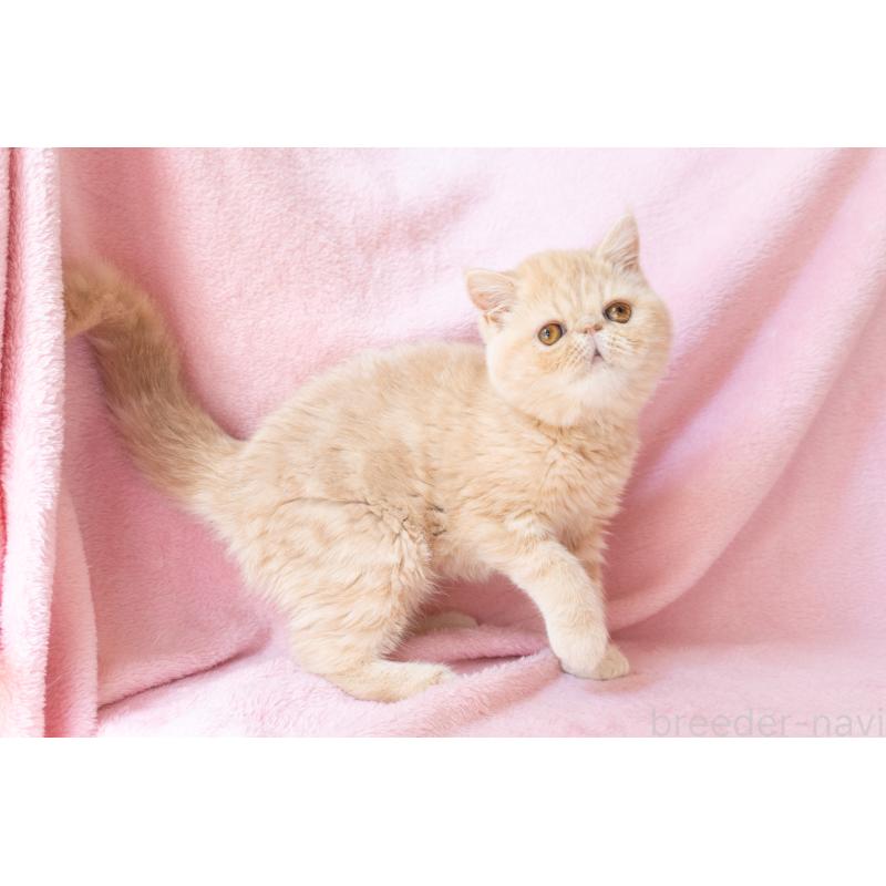 販売中の神奈川県のエキゾチックショートヘア-132295の5枚目