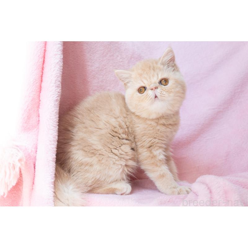 販売中の神奈川県のエキゾチックショートヘア-132295の4枚目