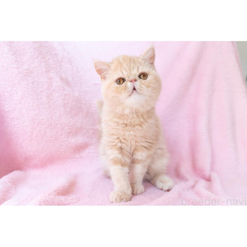 販売中の神奈川県のエキゾチックショートヘア-132295の3枚目