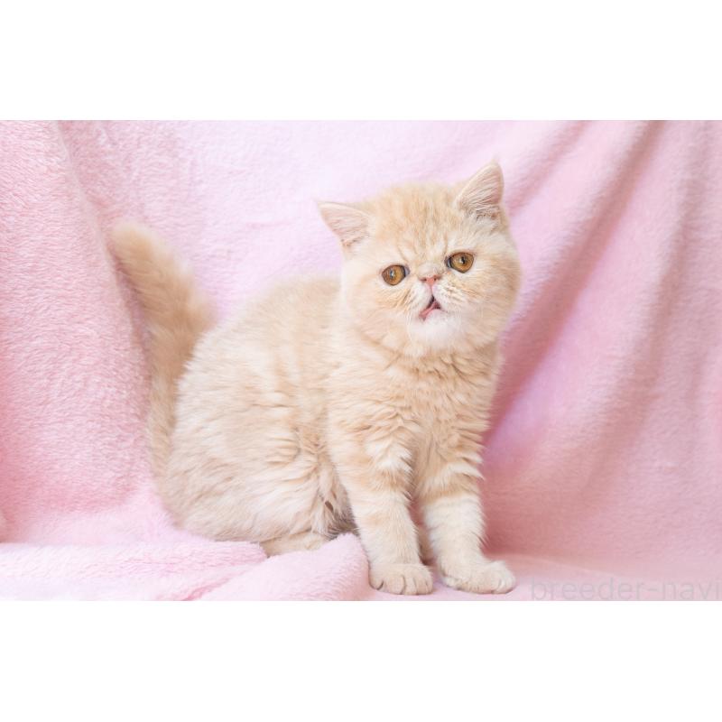 販売中の神奈川県のエキゾチックショートヘア-132295の2枚目