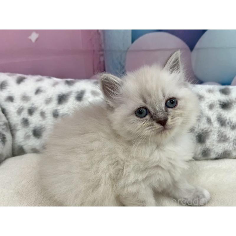 販売中の埼玉県のサイベリアン-138831の4枚目