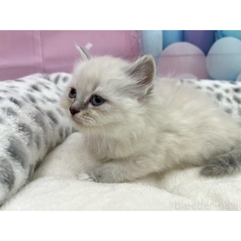 販売中の埼玉県のサイベリアン-138831の3枚目