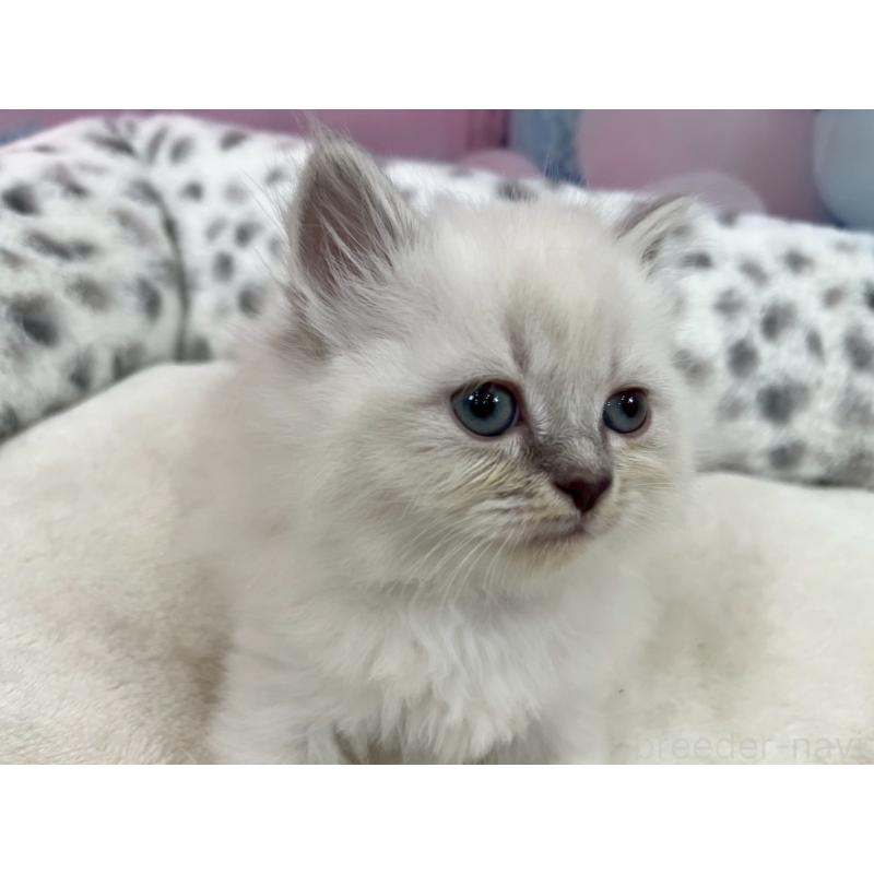 販売中の埼玉県のサイベリアン-138831の2枚目