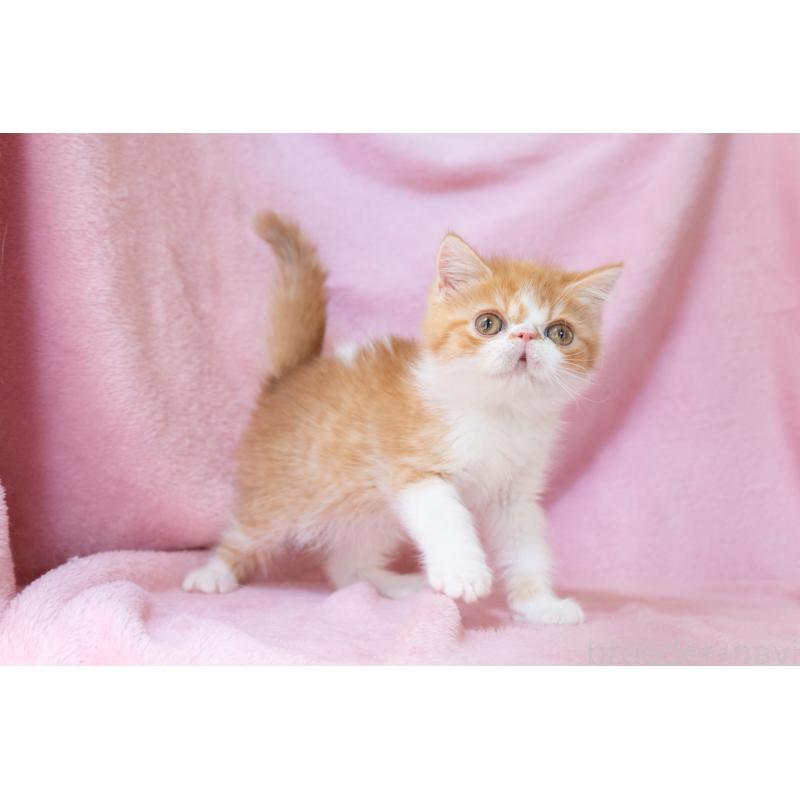 販売中の神奈川県のエキゾチックショートヘア-136580の10枚目