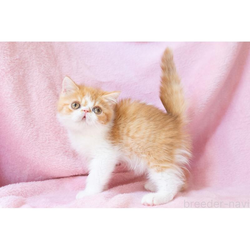 販売中の神奈川県のエキゾチックショートヘア-136580の9枚目