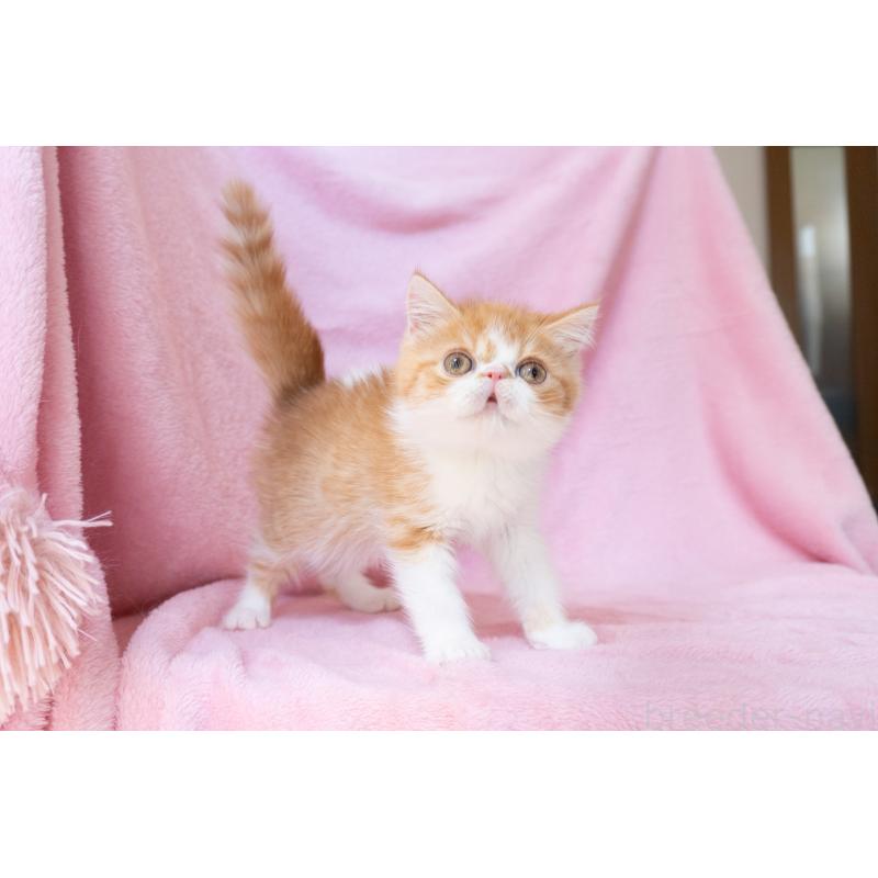 販売中の神奈川県のエキゾチックショートヘア-136580の8枚目