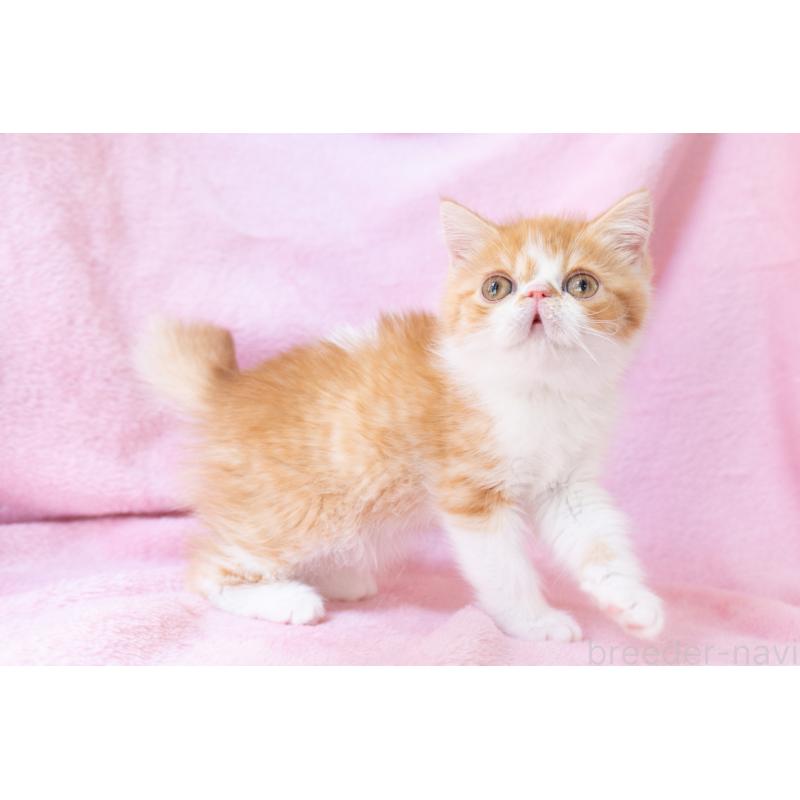 販売中の神奈川県のエキゾチックショートヘア-136580の7枚目