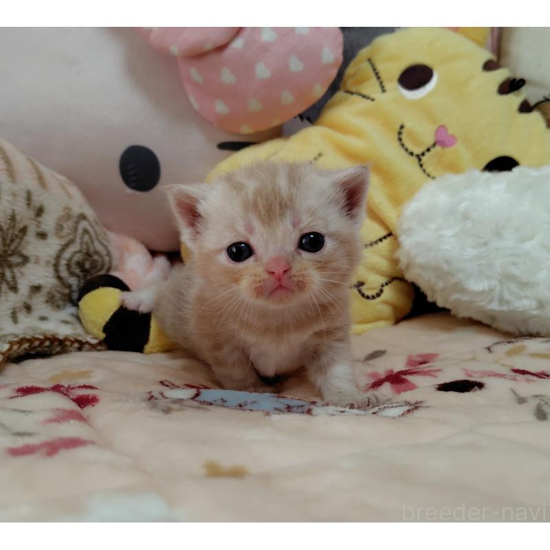 販売中の埼玉県のアメリカンショートヘア-138832の5枚目