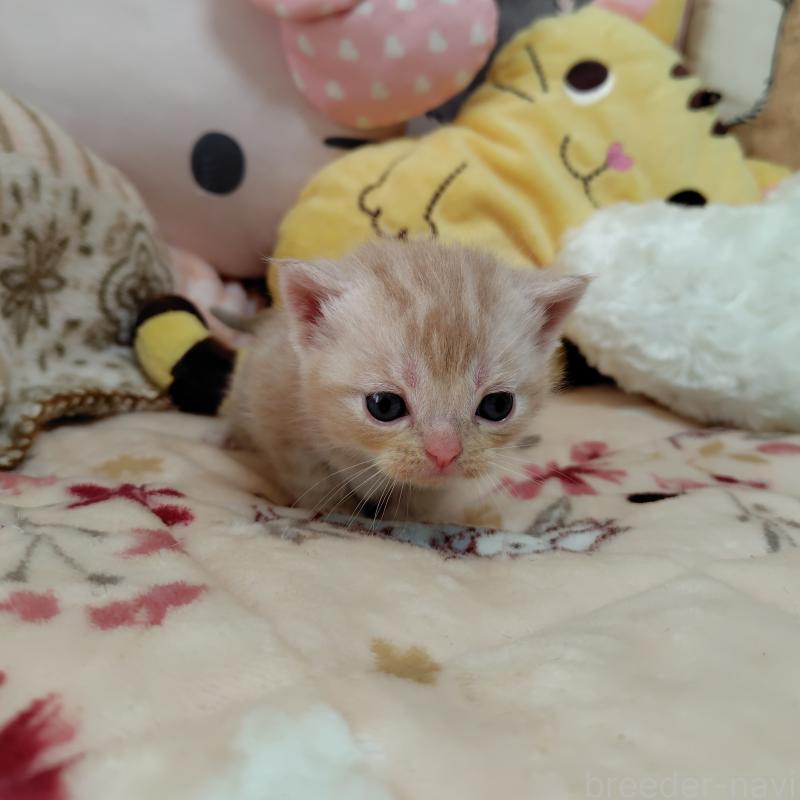 販売中の埼玉県のアメリカンショートヘア-138832の4枚目