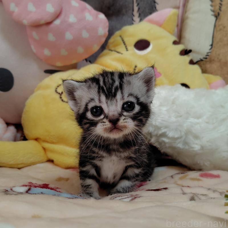 販売中の埼玉県のアメリカンショートヘア-138833