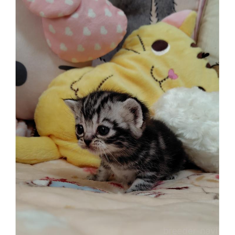 販売中の埼玉県のアメリカンショートヘア-138833の5枚目