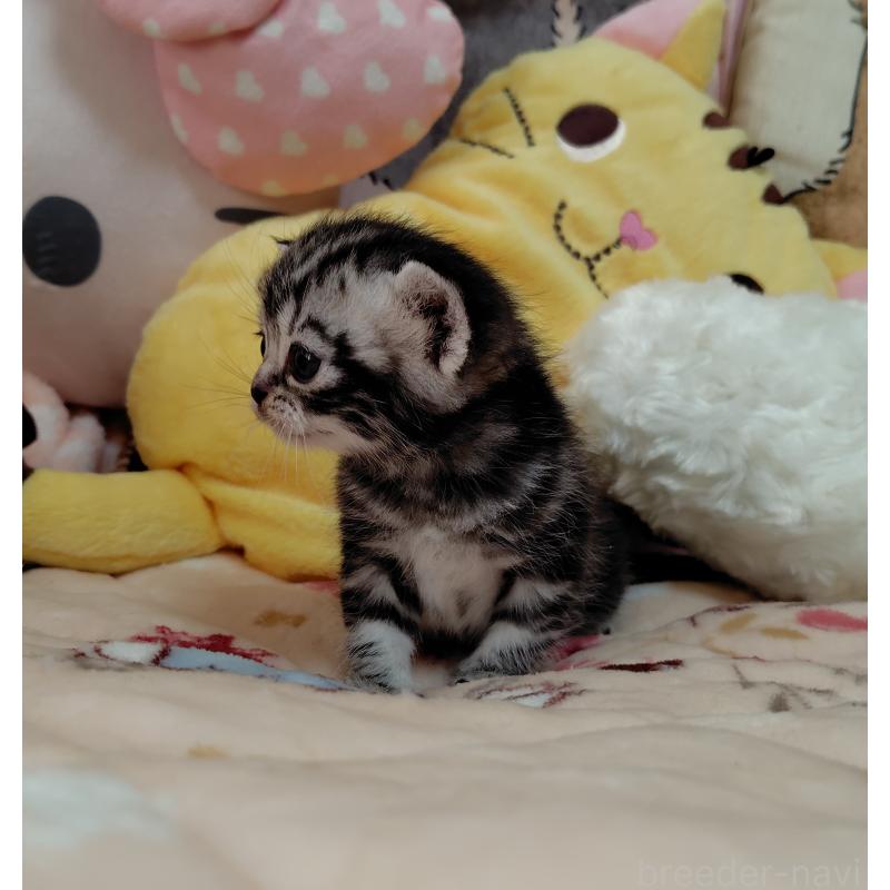 販売中の埼玉県のアメリカンショートヘア-138833の4枚目