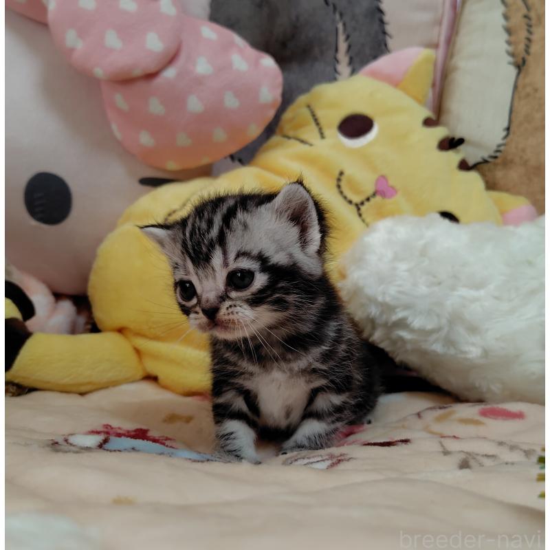 販売中の埼玉県のアメリカンショートヘア-138833の3枚目