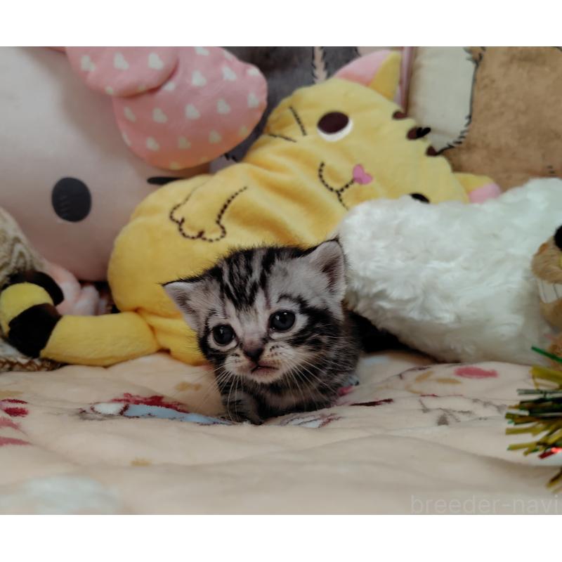 販売中の埼玉県のアメリカンショートヘア-138833の2枚目