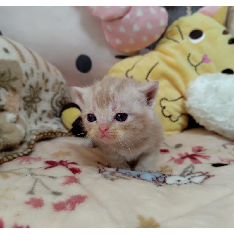 販売中の埼玉県のアメリカンショートヘア-138832の3枚目