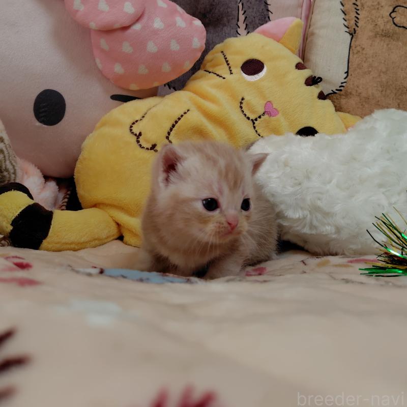 販売中の埼玉県のアメリカンショートヘア-138832の2枚目