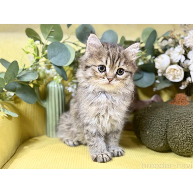 成約済の岐阜県のペルシャ(チンチラ)-137029の8枚目