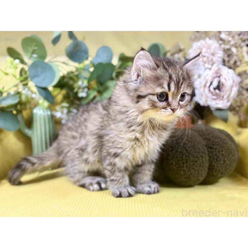 成約済の岐阜県のペルシャ(チンチラ)-137029の7枚目