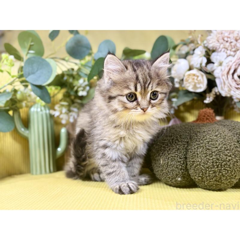 成約済の岐阜県のペルシャ(チンチラ)-137029の6枚目