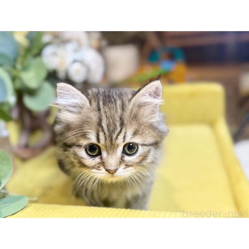 成約済の岐阜県のペルシャ(チンチラ)-137029の5枚目