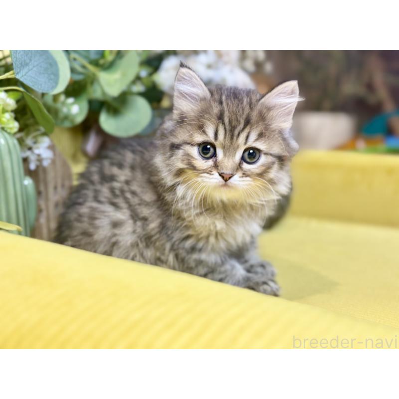 成約済の岐阜県のペルシャ(チンチラ)-137029の4枚目