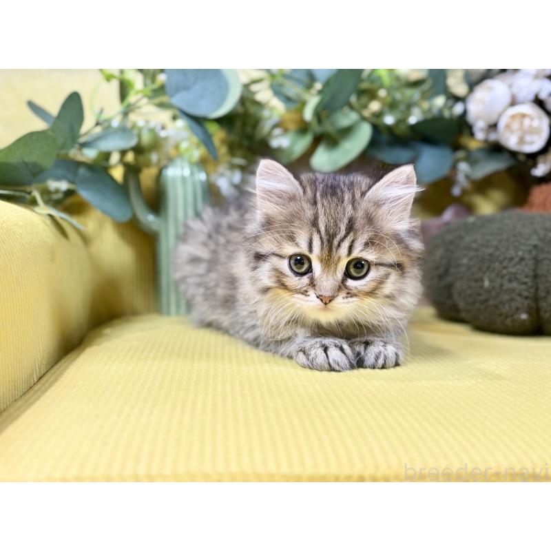 成約済の岐阜県のペルシャ(チンチラ)-137029の3枚目