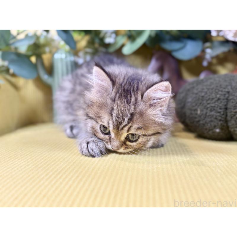 成約済の岐阜県のペルシャ(チンチラ)-137029の2枚目