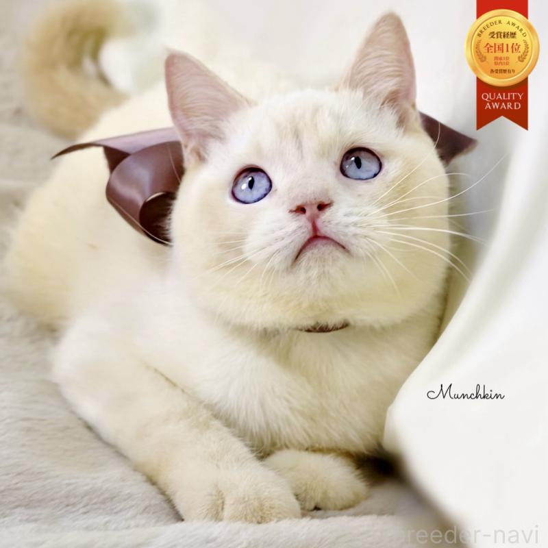 販売中の栃木県のマンチカン-138834の1枚目