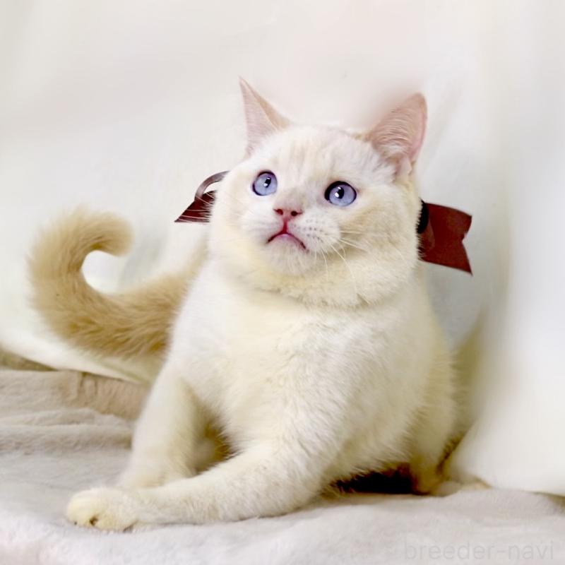 販売中の栃木県のマンチカン-138834の10枚目