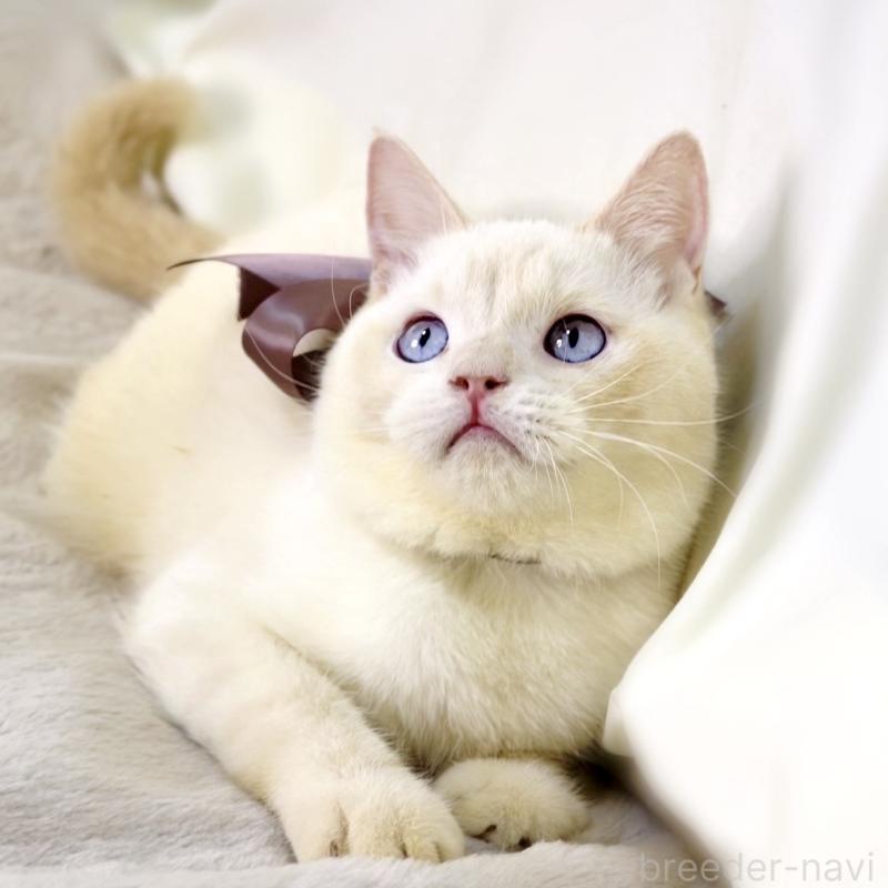 販売中の栃木県のマンチカン-138834の9枚目