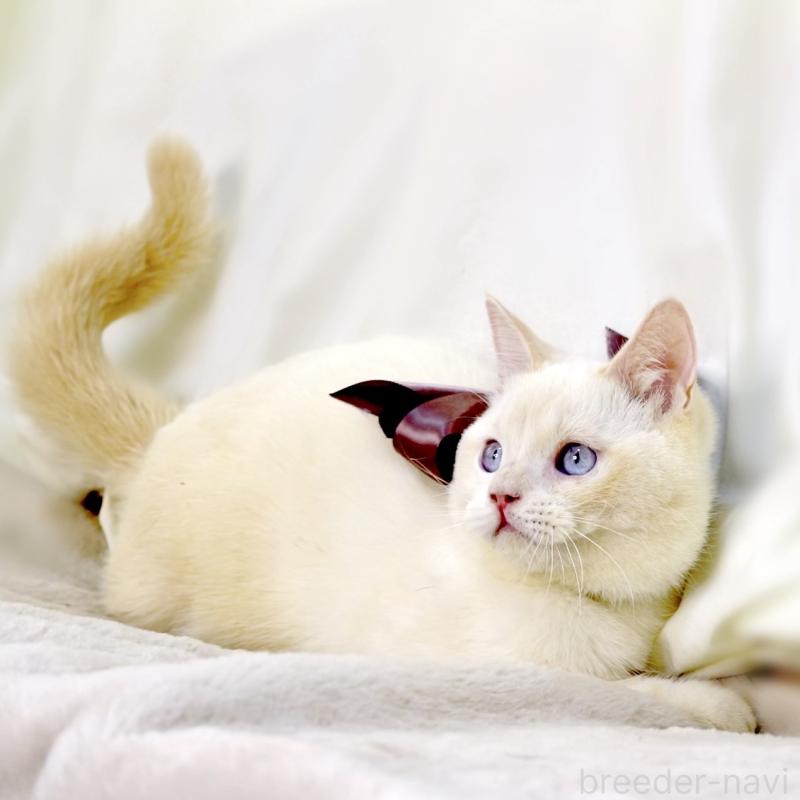 販売中の栃木県のマンチカン-138834の8枚目