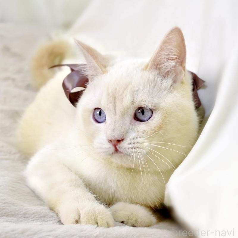 販売中の栃木県のマンチカン-138834の7枚目