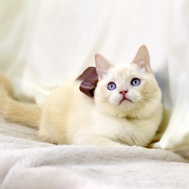 販売中の栃木県のマンチカン-138834の6枚目